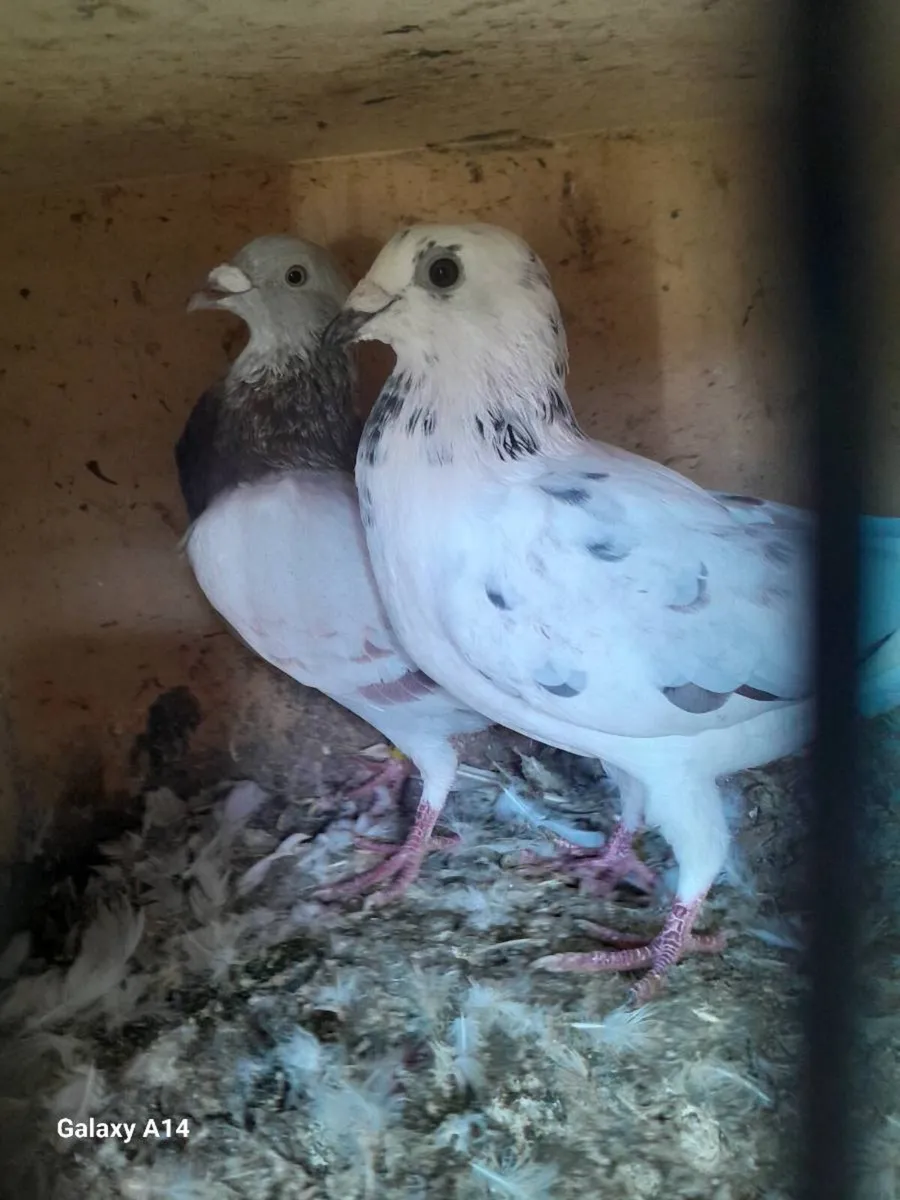 Good quality pigeons - Image 2