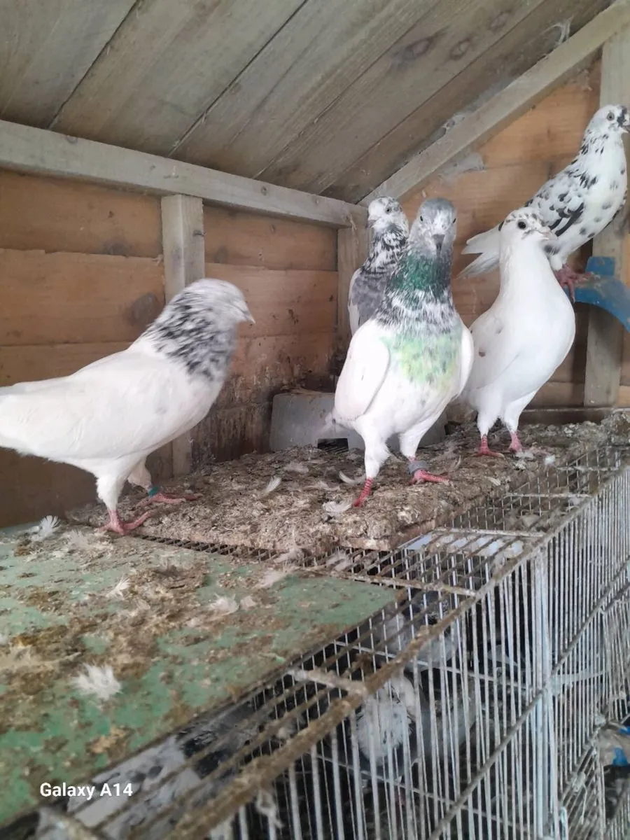Good quality pigeons - Image 3