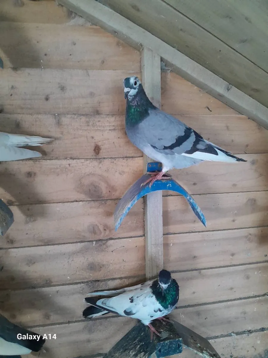 Good quality pigeons - Image 4