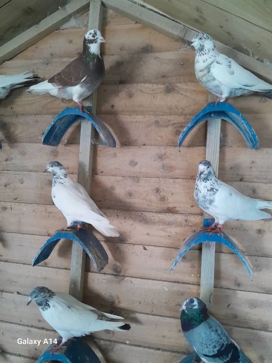 Good quality pigeons - Image 1