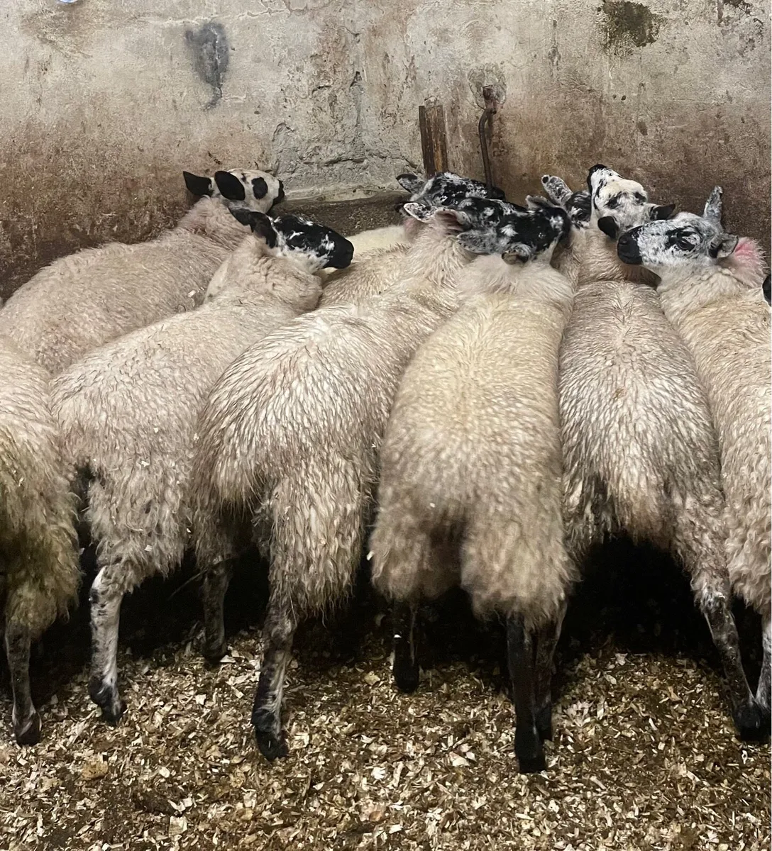 ⭐️EWE LAMBS ⭐️ - Image 1