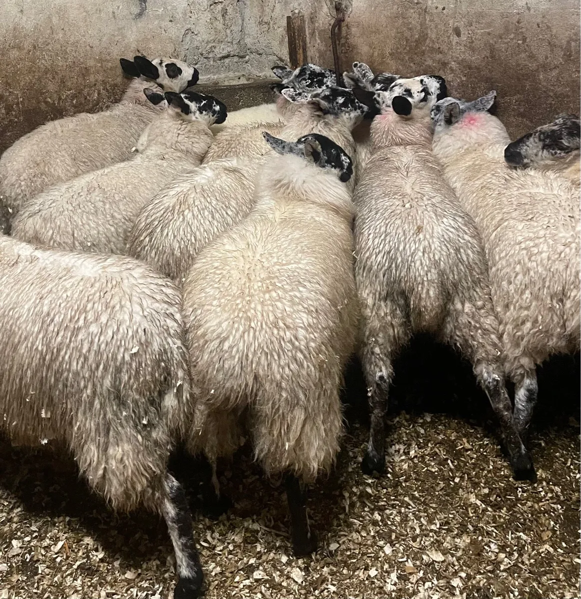 ⭐️EWE LAMBS ⭐️ - Image 2