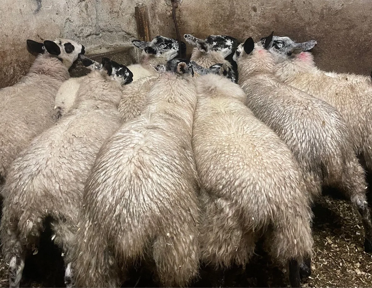 ⭐️EWE LAMBS ⭐️ - Image 3
