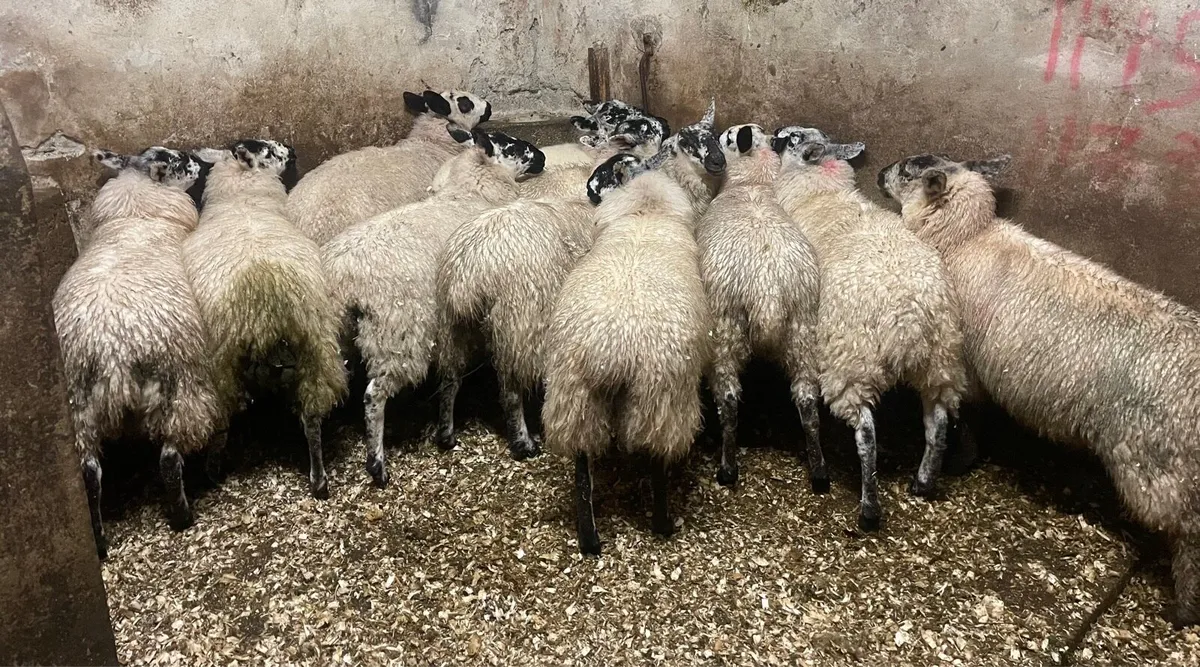 ⭐️EWE LAMBS ⭐️ - Image 4