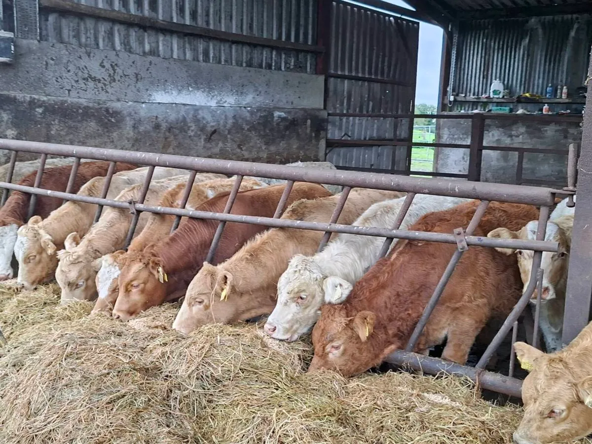 10 Smashing Bull Weanlings - Image 1