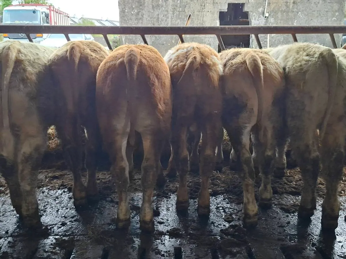 10 Smashing Bull Weanlings - Image 2