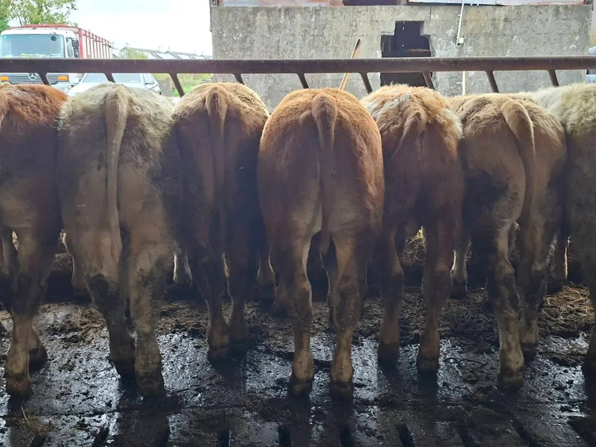 10 Smashing Bull Weanlings - Image 3