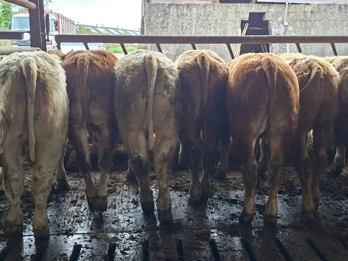 10 Smashing Bull Weanlings - Image 4