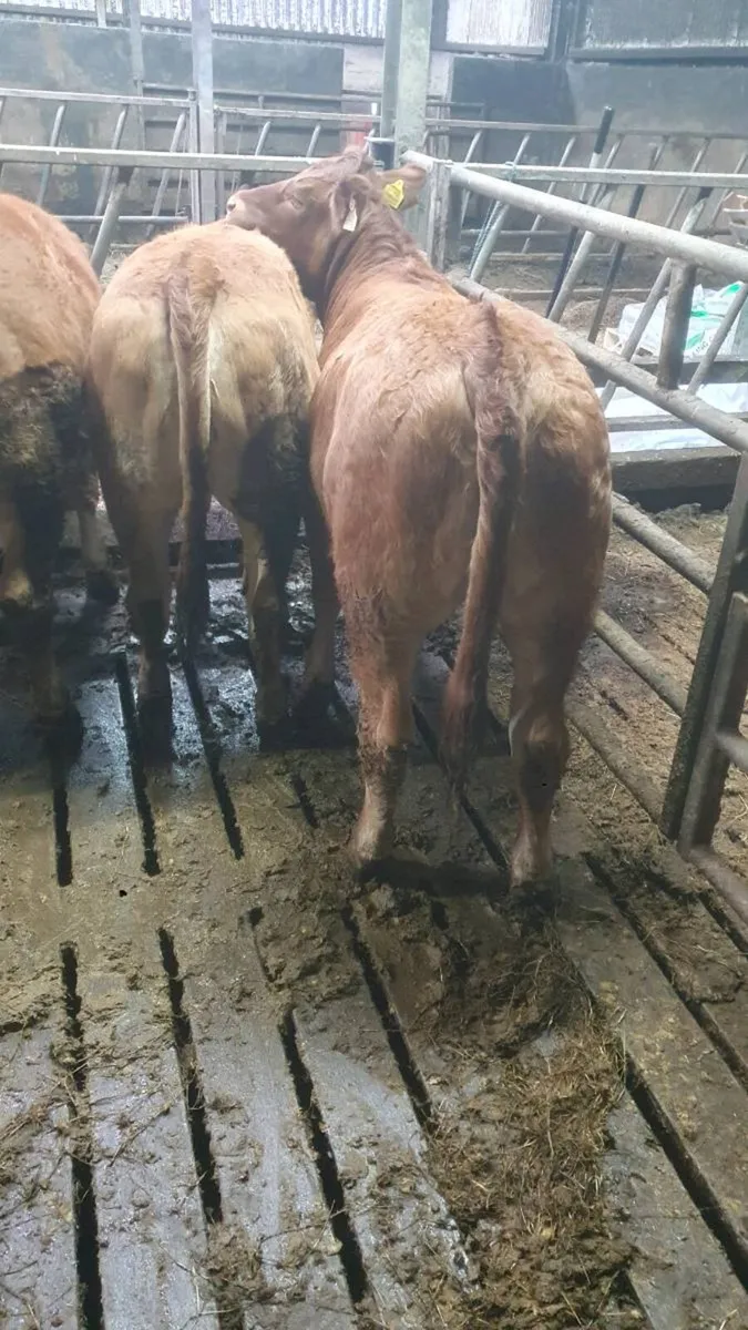 Lim weanling heifer - Image 3