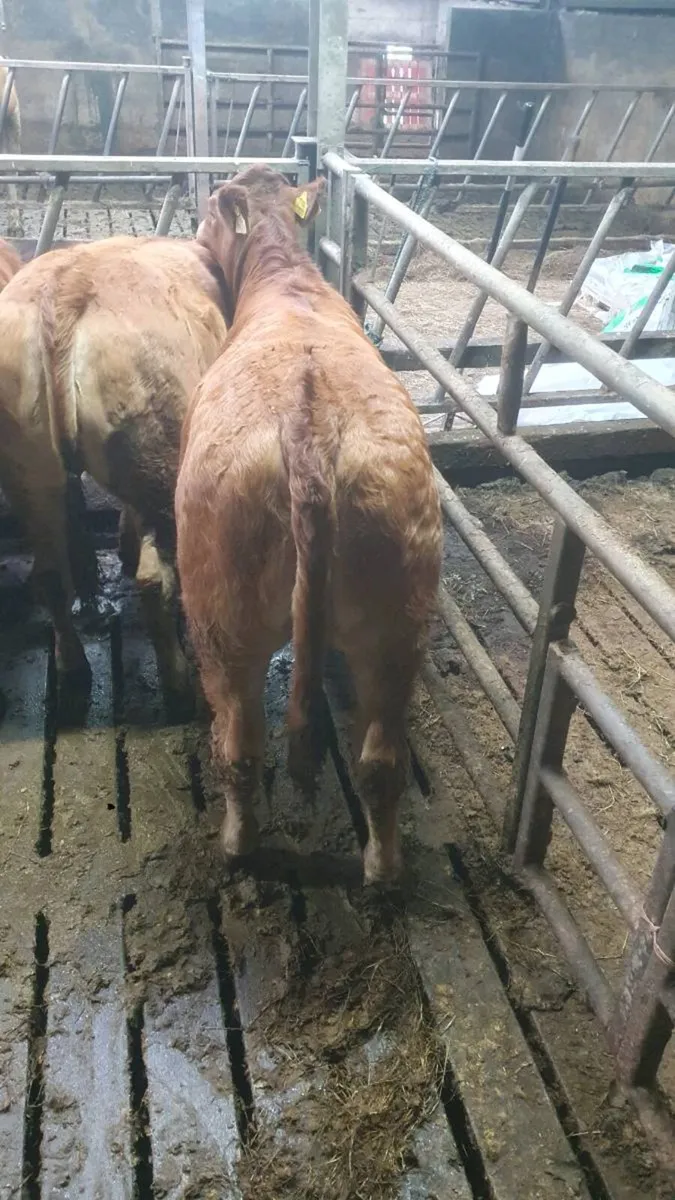 Lim weanling heifer - Image 1