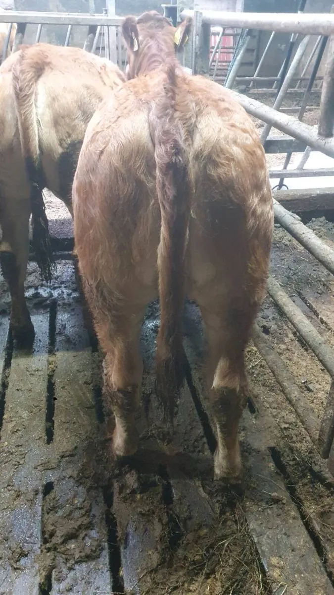 Lim weanling heifer - Image 2