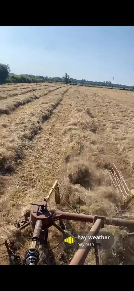 ** HAY ** - Image 3