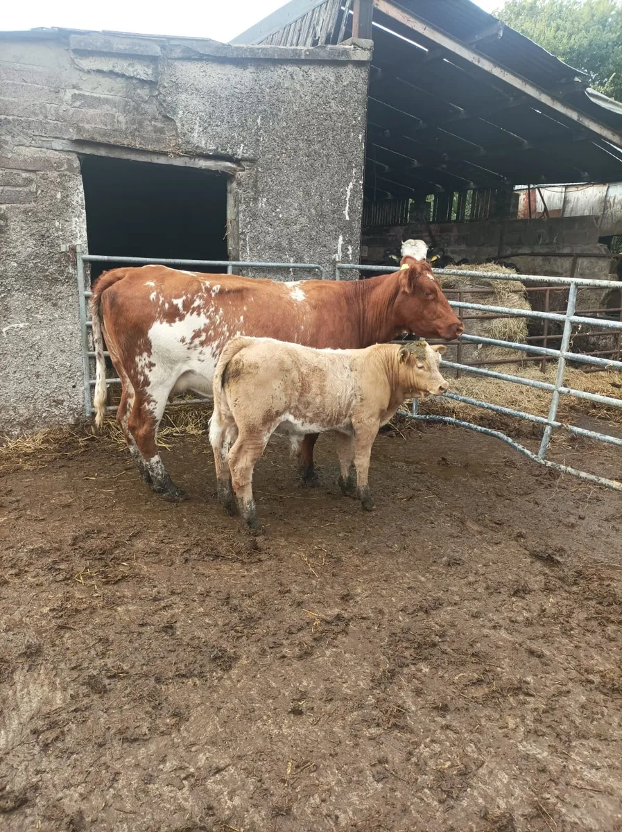 Sucklers with 3mth old calves at foot - Image 2