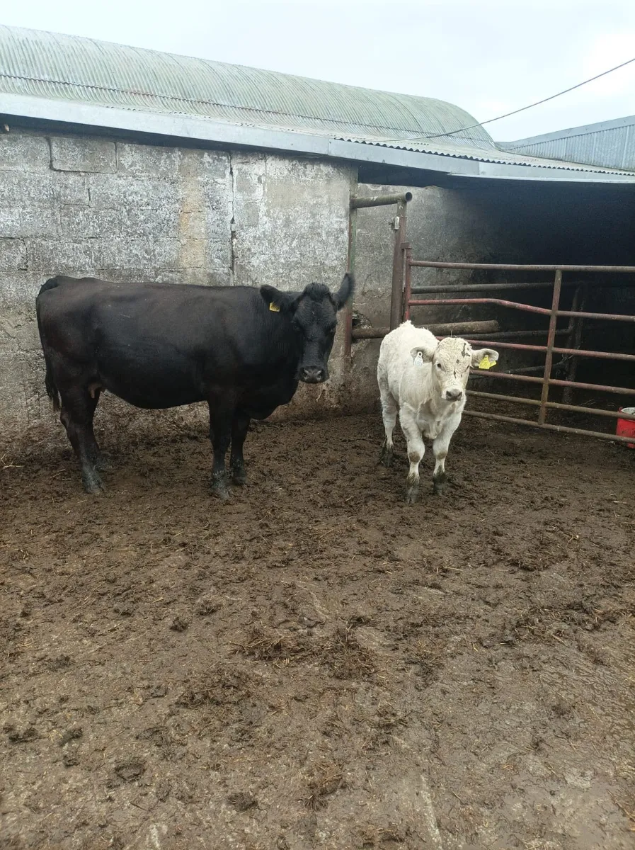 Sucklers with 3mth old calves at foot - Image 3