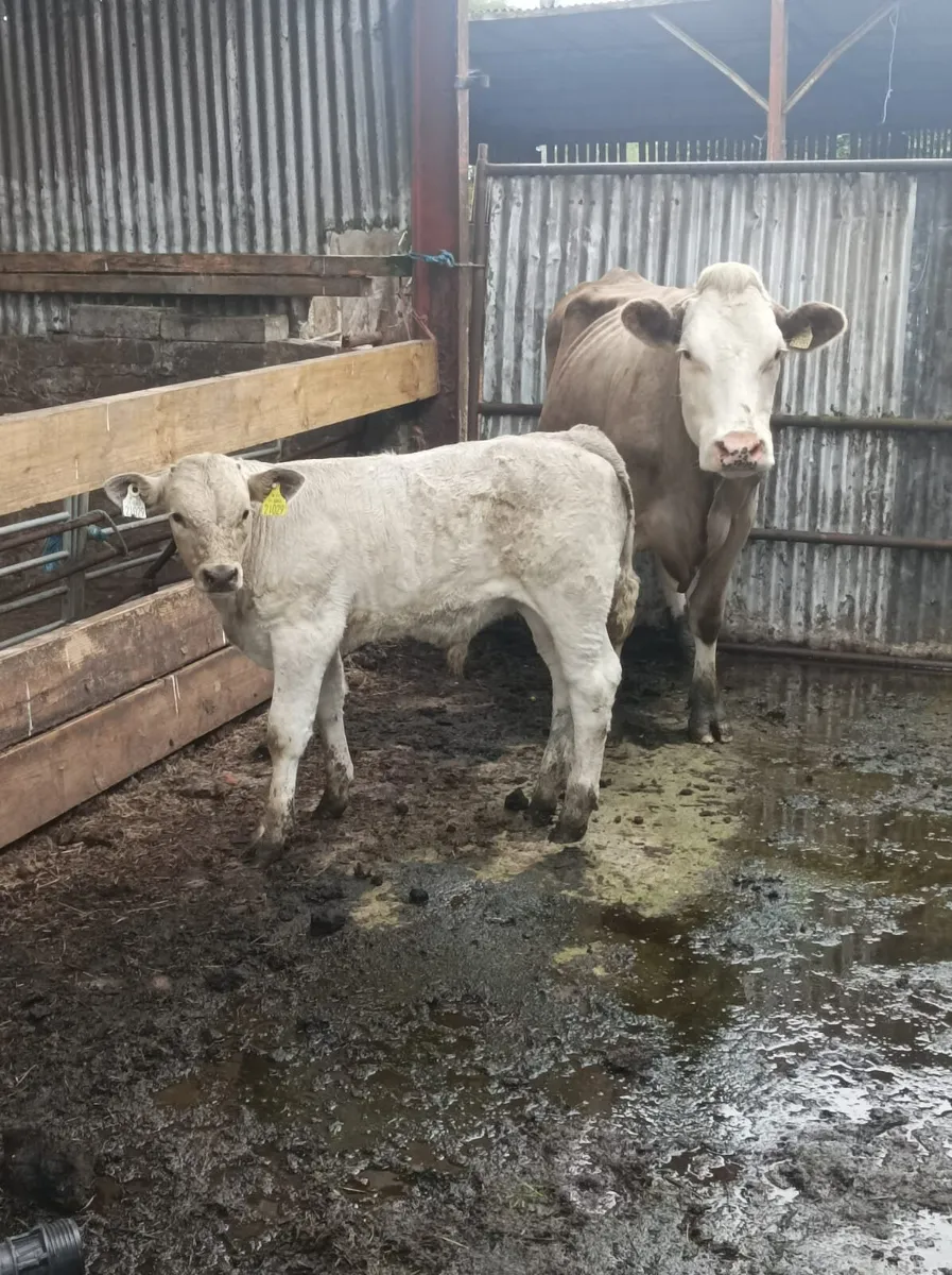 Sucklers with 3mth old calves at foot - Image 4