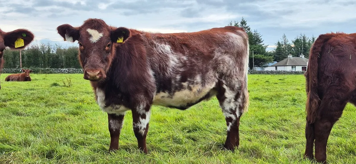 Purebred Shorthorn Heifers for Elphin Sale 10thOct - Image 4