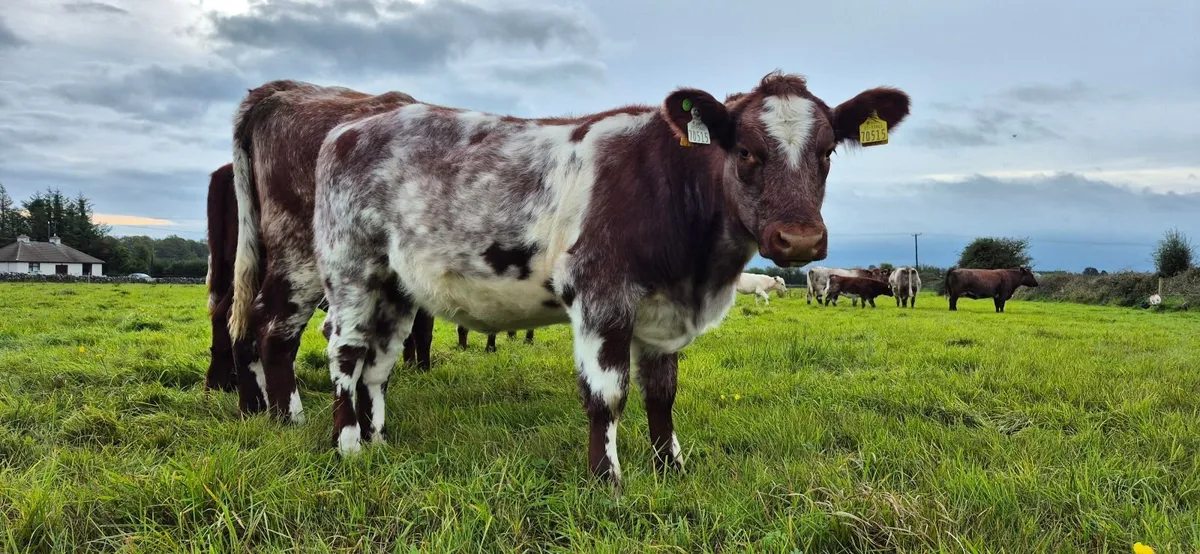 Purebred Shorthorn Heifers for Elphin Sale 10thOct - Image 1