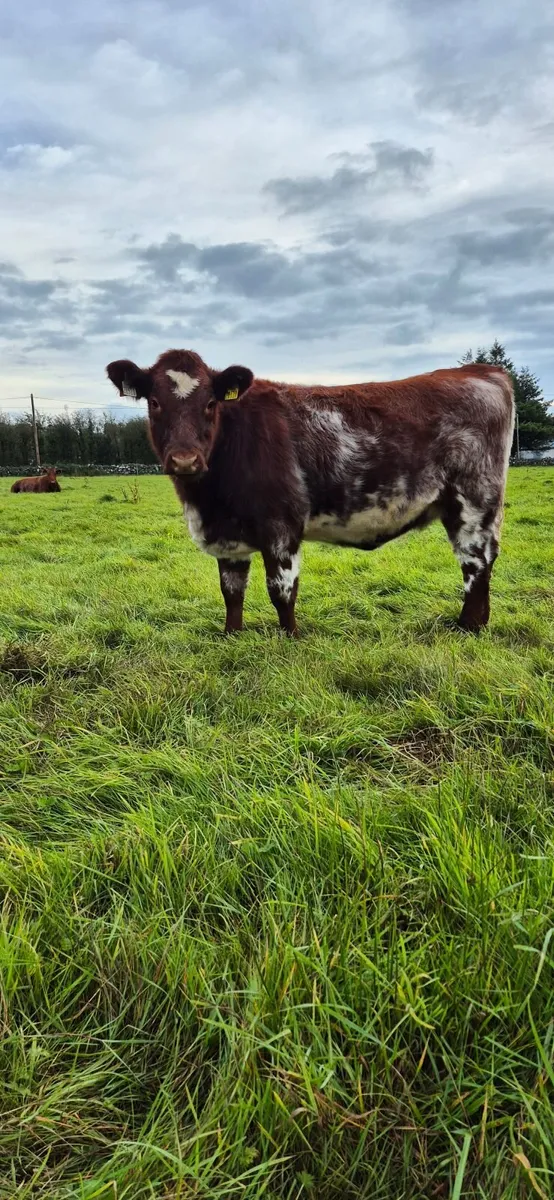Purebred Shorthorn Heifers for Elphin Sale 10thOct - Image 2