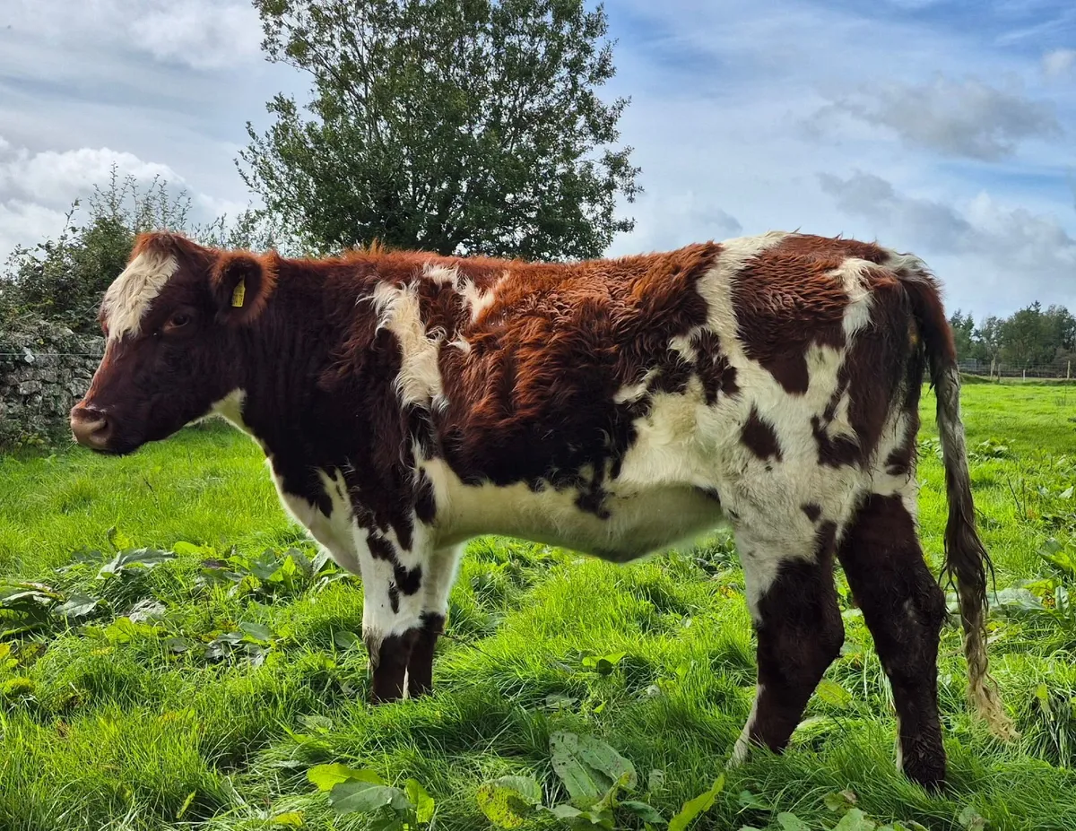 Purebred Shorthorn Heifers for Elphin Sale 10thOct - Image 3