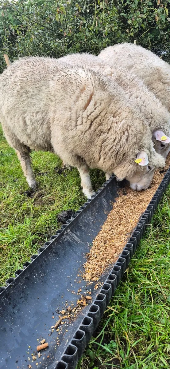 PBR Galway Ram Lambs - Image 4
