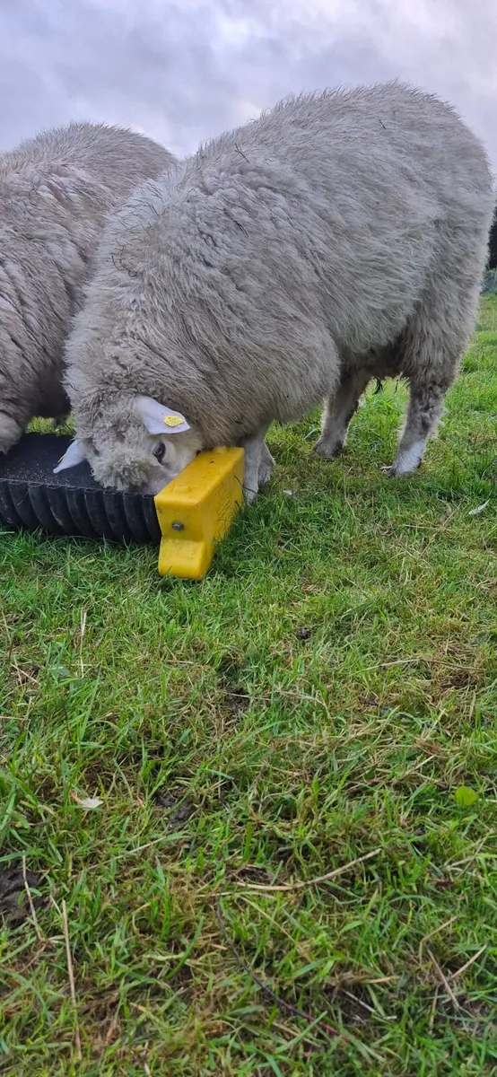 PBR Galway Ram Lambs - Image 1