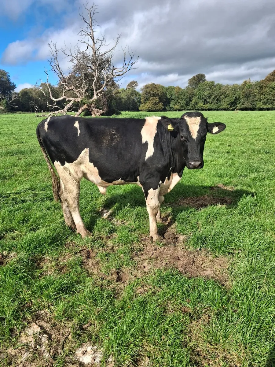 PBNR Hereford bull - Image 1