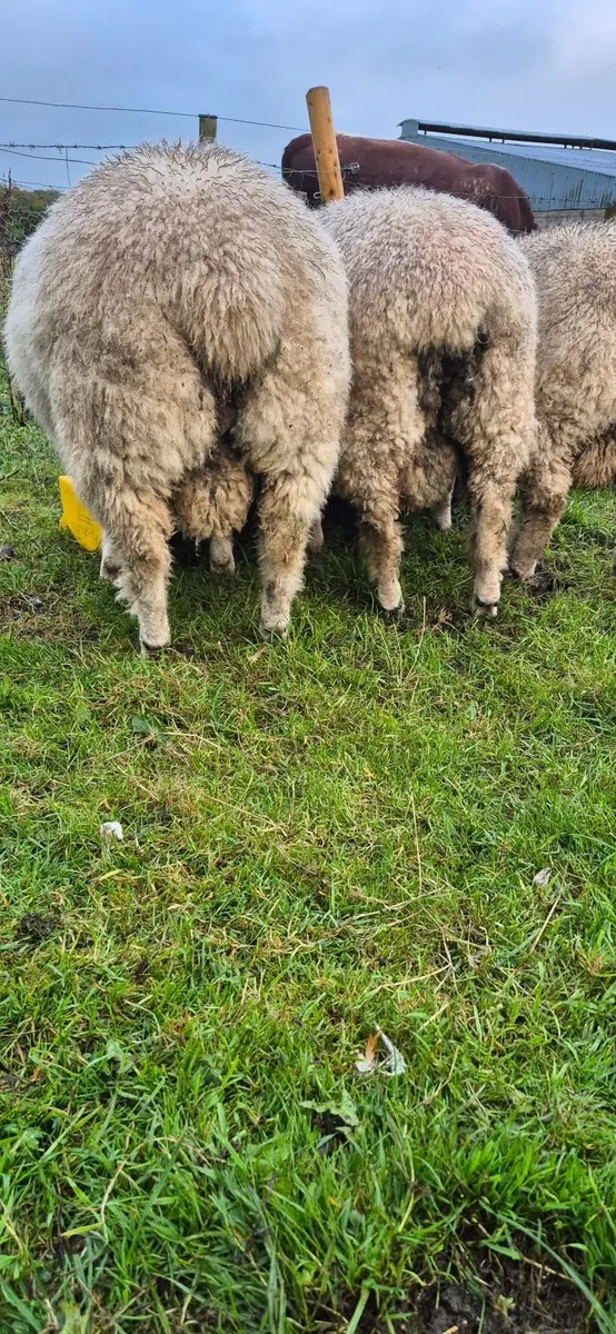 PBR Galway Ram Lambs - Image 3