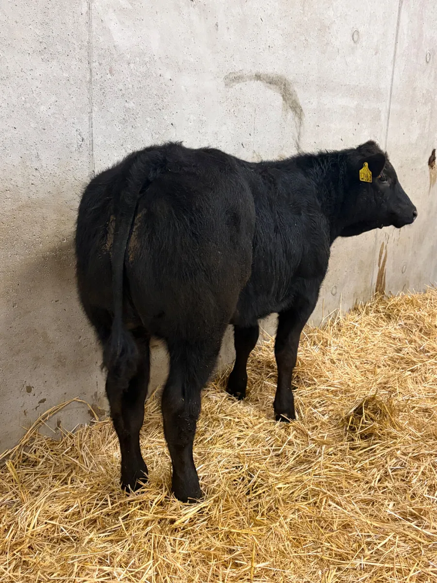 Outstanding Belgian Blue Heifer - Image 1