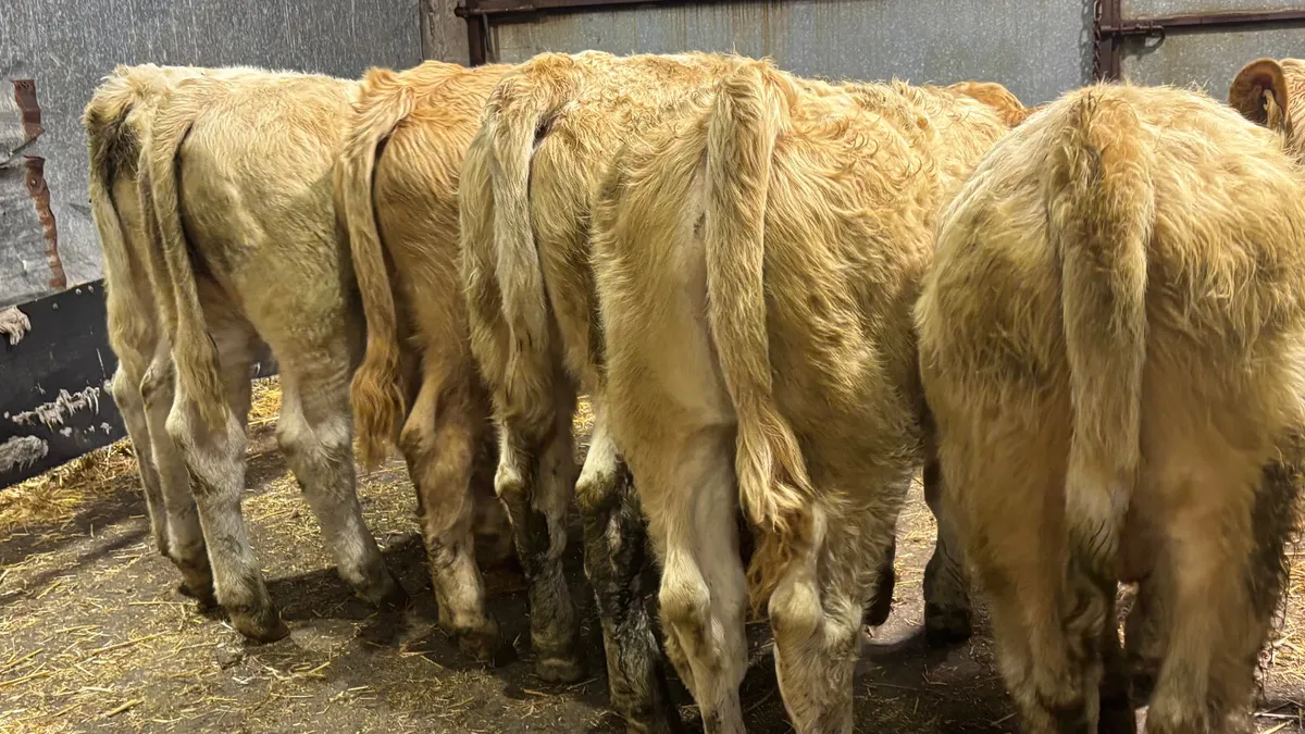 ⭐️ 7 Quality Charolais Bull Wealings ⭐️ - Image 2