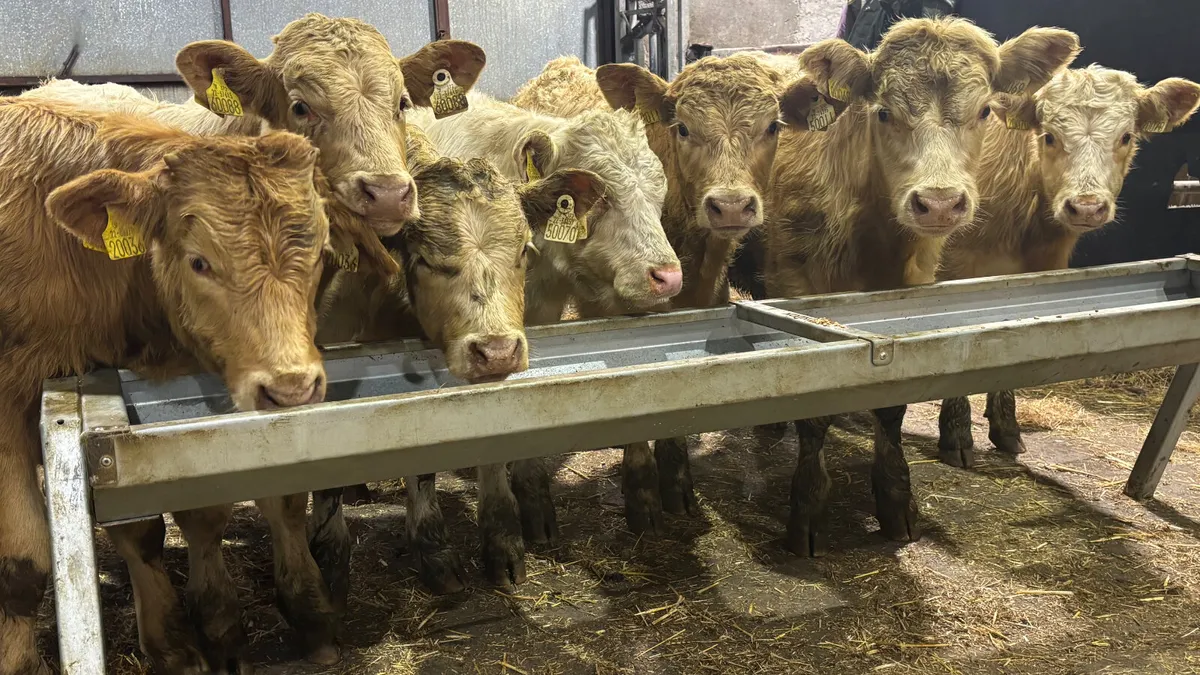 ⭐️ 7 Quality Charolais Bull Wealings ⭐️ - Image 1