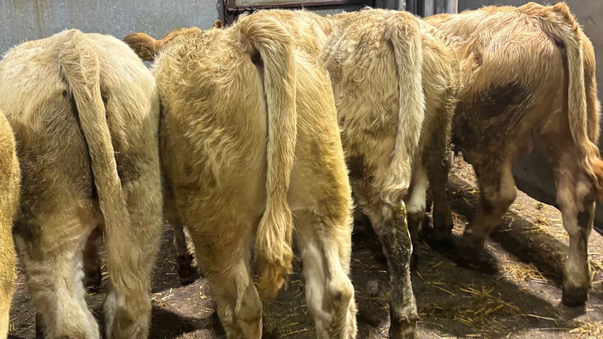 ⭐️ 7 Quality Charolais Bull Wealings ⭐️ - Image 4