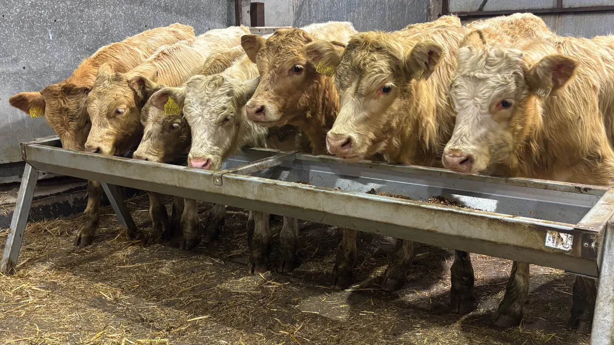 ⭐️ 7 Quality Charolais Bull Wealings ⭐️ - Image 3