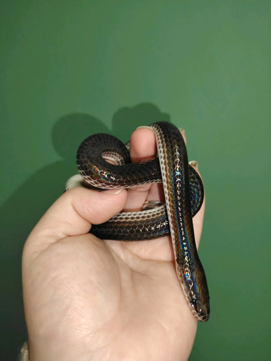 Reptile Delivery - Image 2