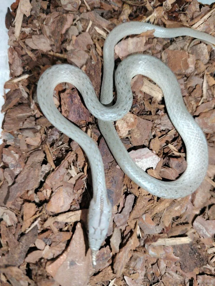 Reptile Delivery - Image 3