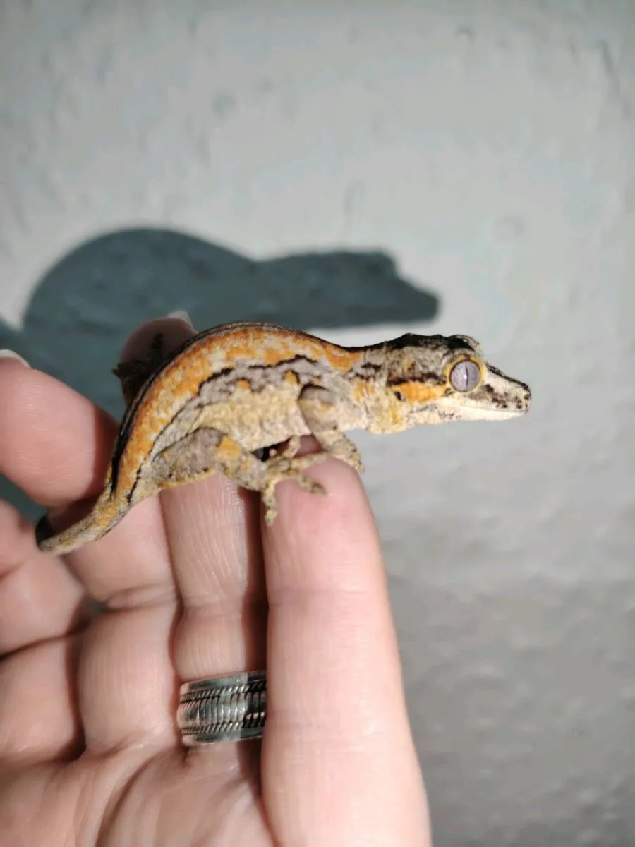 Reptiles - Image 4