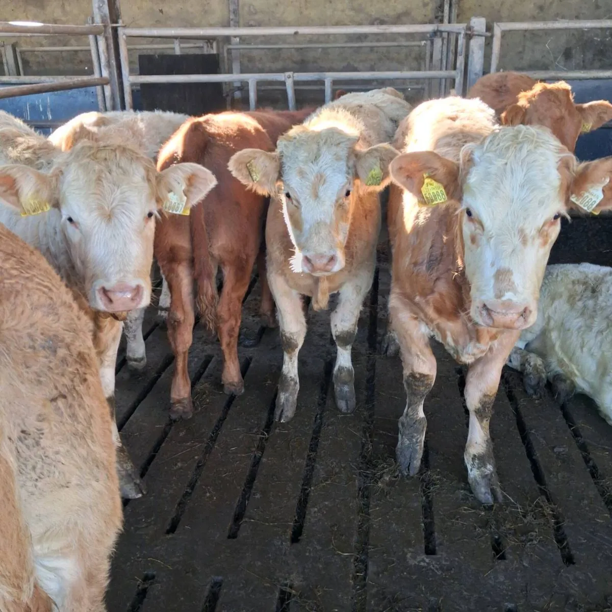 Top quality Heifer weanlings - Image 1