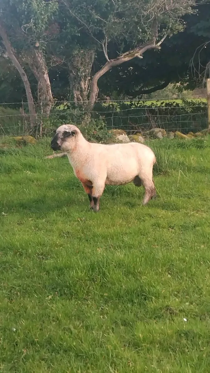 Purebred registered Hampshire down ram - Image 1