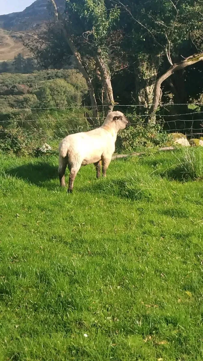 Purebred registered Hampshire down ram - Image 2