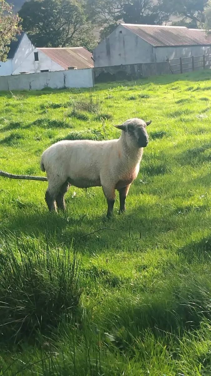 Purebred registered Hampshire down ram - Image 3