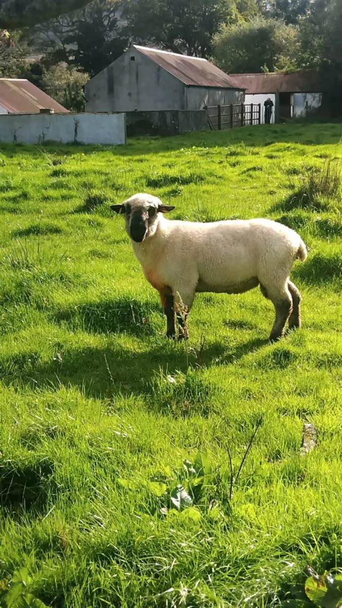 Purebred registered Hampshire down ram - Image 4