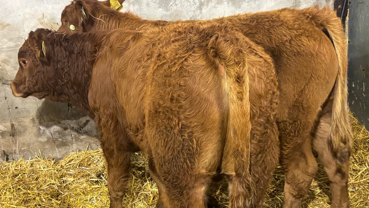 2 Quality Red Limousin Bull Wealings - Image 2