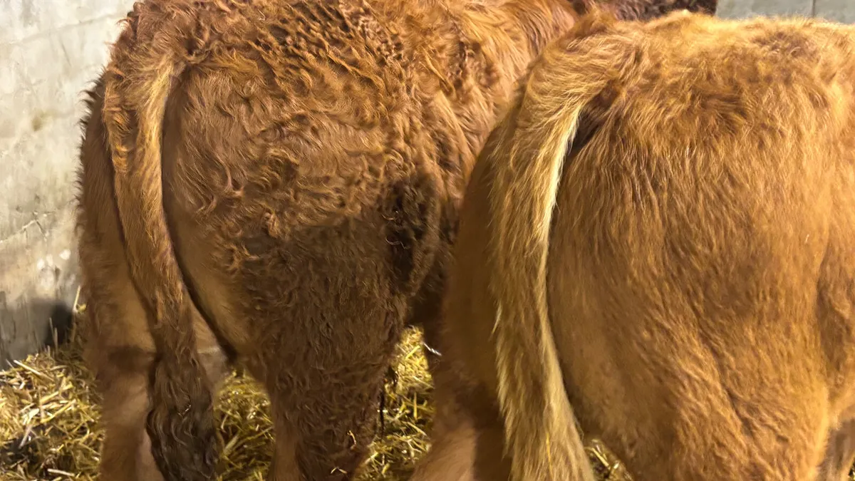2 Quality Red Limousin Bull Wealings - Image 4