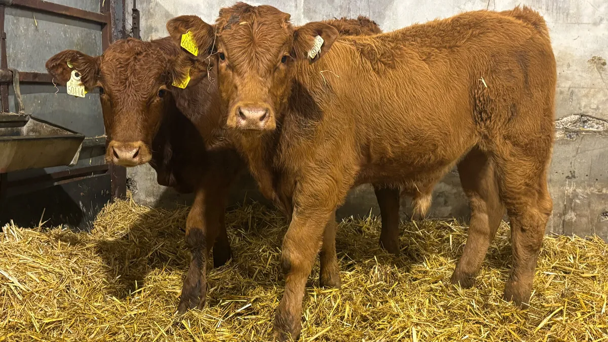 2 Quality Red Limousin Bull Wealings - Image 3