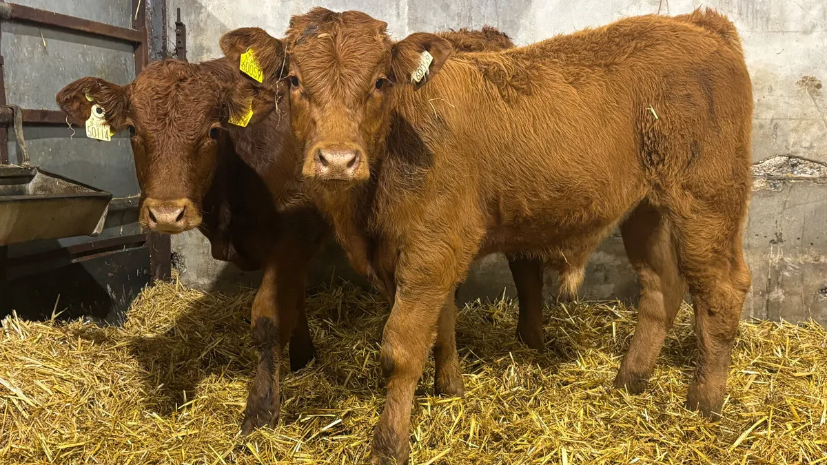 2 Quality Red Limousin Bull Wealings - Image 1