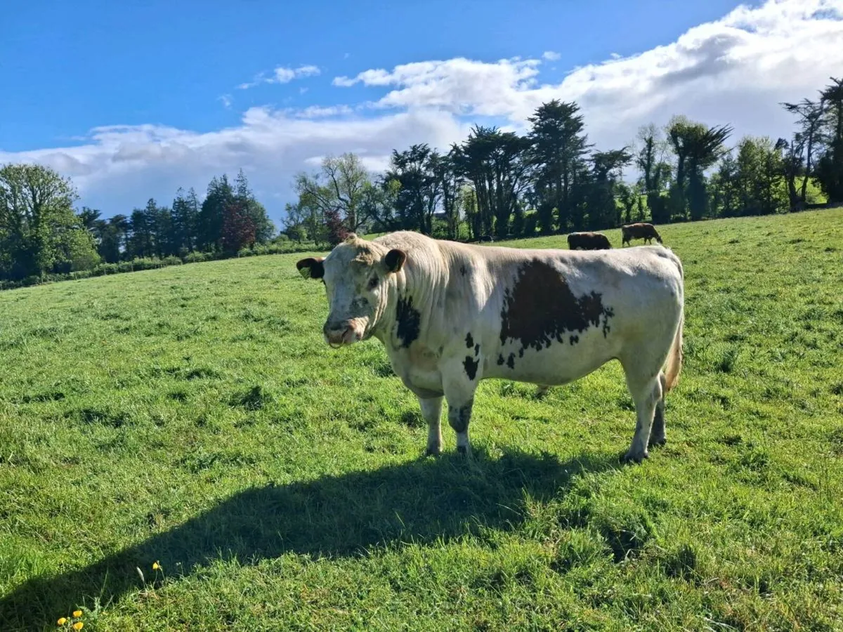 Bull - Image 2