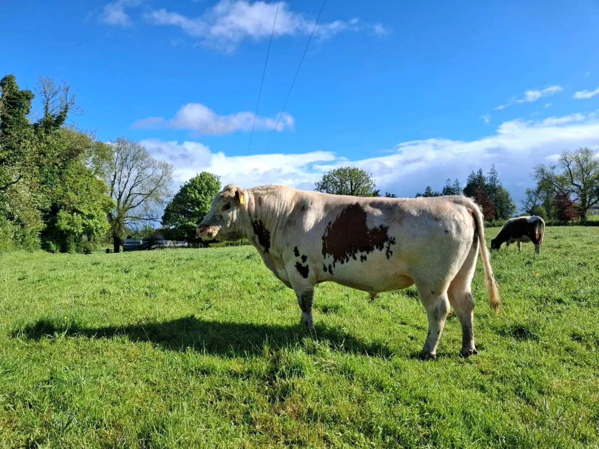 Bull - Image 3