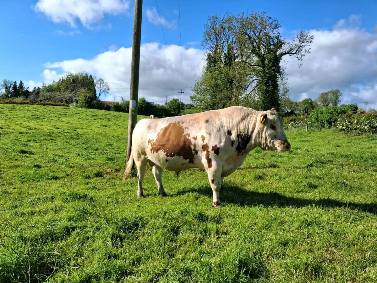 Bull - Image 4