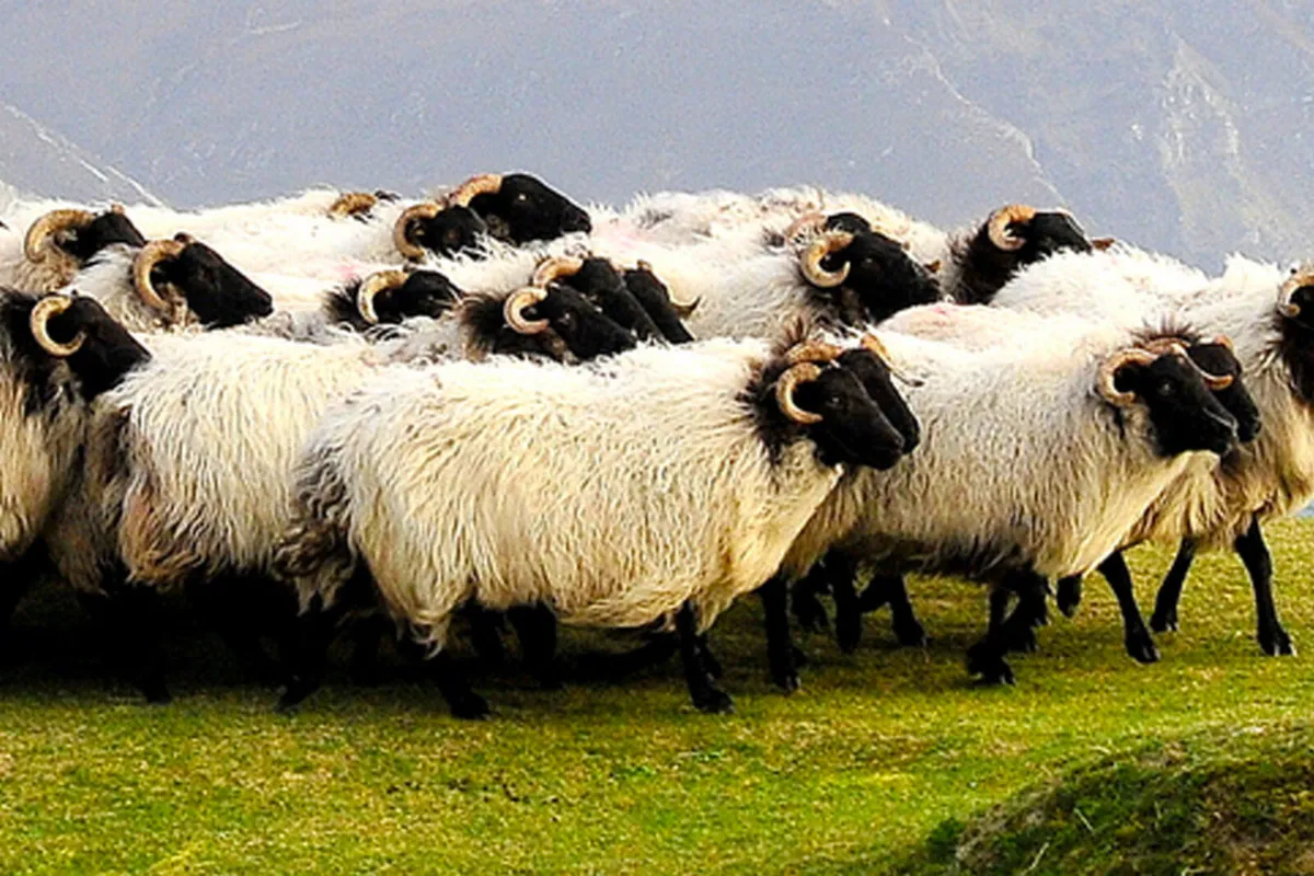 Show & Sale of mountain sheep @Coolaney Mart 10/10