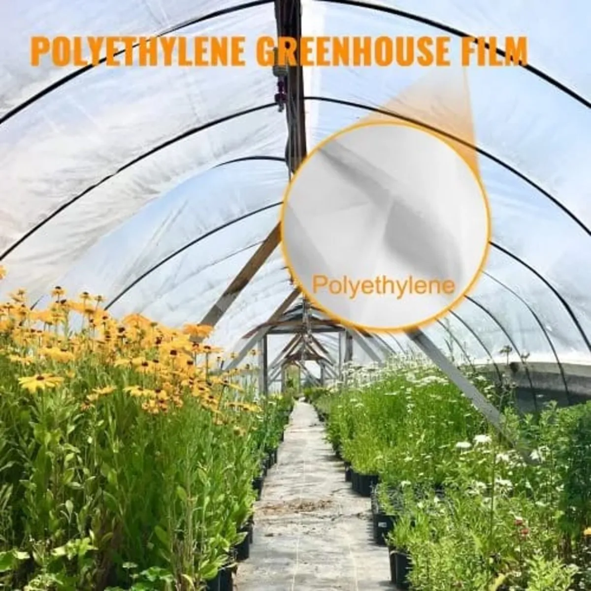 Greenhouse Film, Greenhouse Polyethylene Film 6 x - Image 2