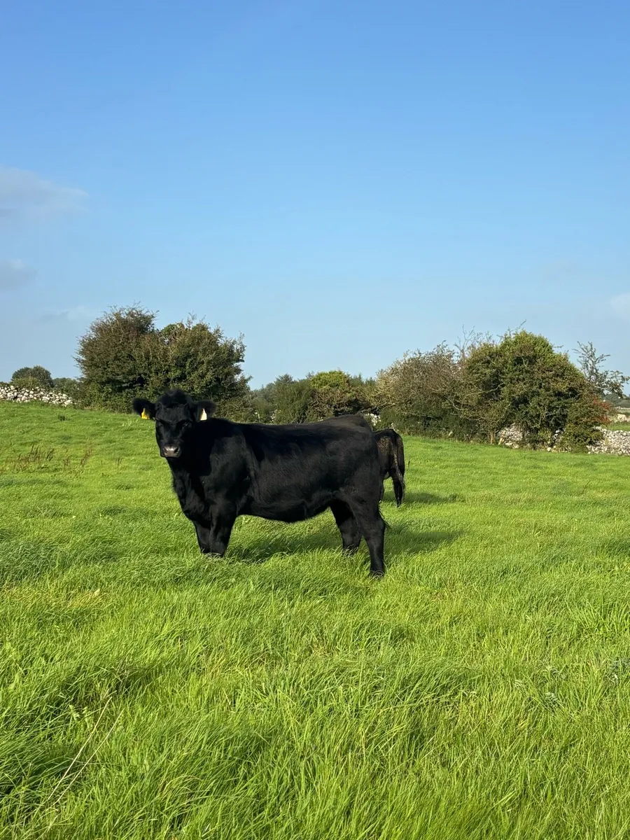 Pedigree Incalf Angus heifers - Image 1